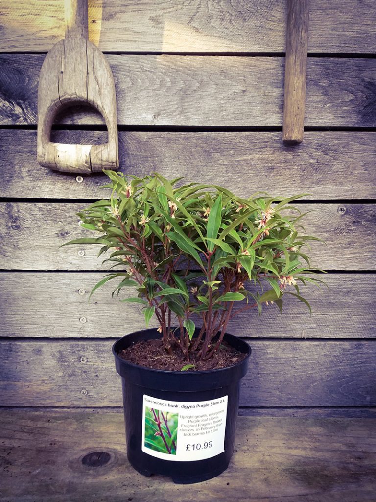 Sarcococca ‘Sweet Box’ at the Plant Centre at Compton Acres, Poole Dorset