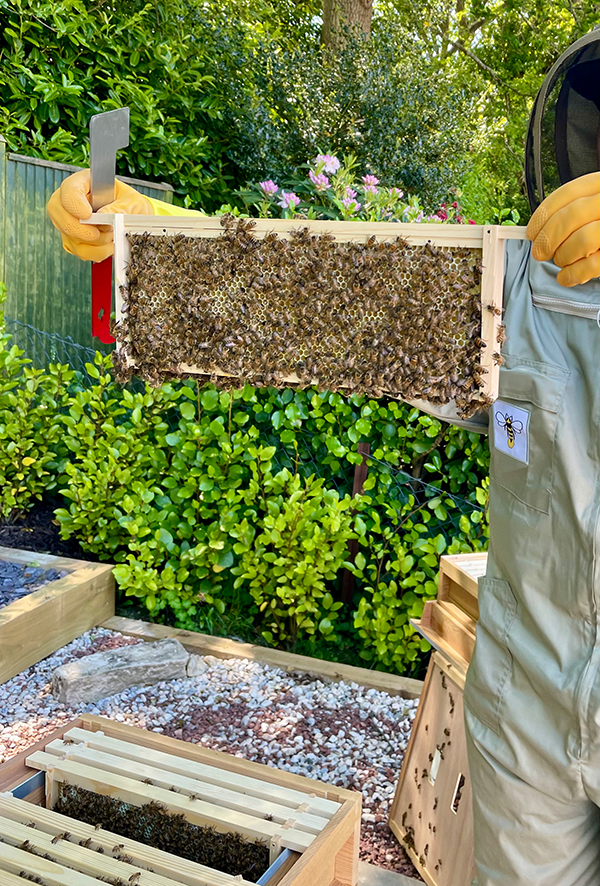 Compton Acres welcomes two new honeybee colonies