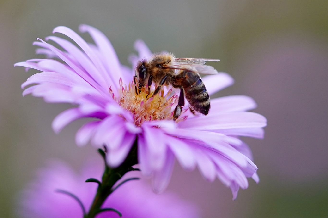Compton Acres welcomes two new honeybee colonies
